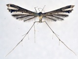 Bipunctiphorus dimorpha